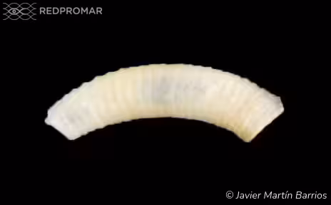 Specie