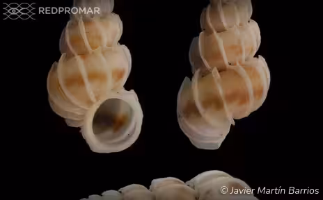 Specie